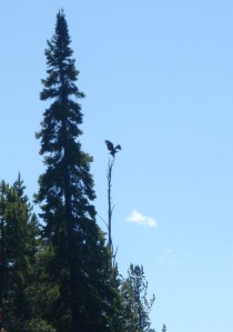 Our Bald Eagle Sighting